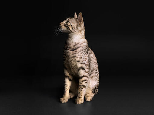 PURINA PRO PLAN Gesteriliseerde Kat