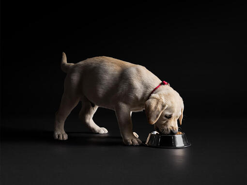 PURINA PRO PLAN Chiot