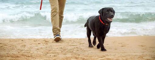 Zwarte hond die op het strand loopt