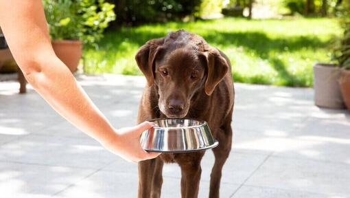 Bruine Labrador eet uit een voerbak.