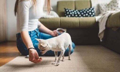 Witte Chihuahua speelt met de eigenaar op de vloer.