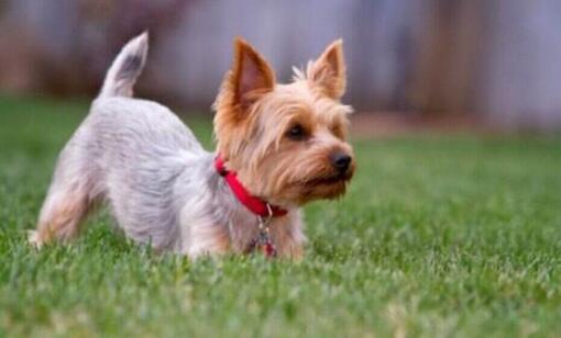 Brown et gris Yorkshire Terrier assis sur l'herbe.