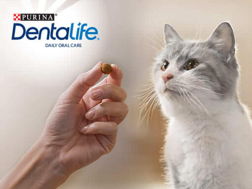 Bannière Dentalife Chat Bienfaits