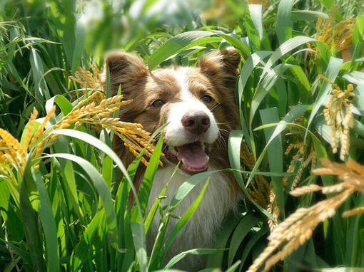 Beyond hond