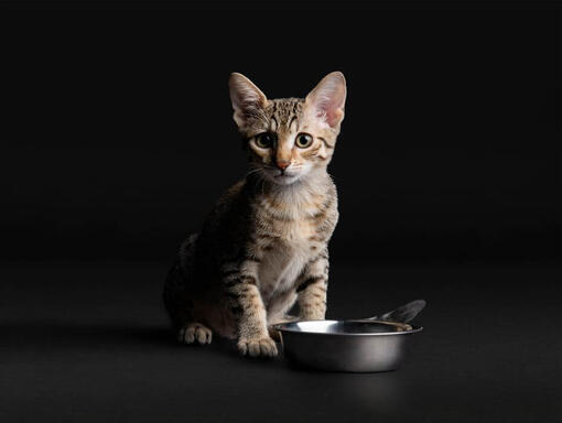 PURINA PRO PLAN Kitten