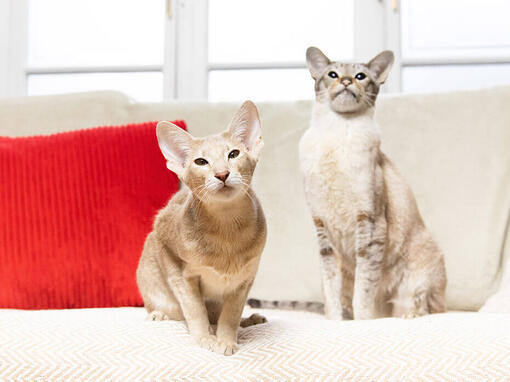 Deux chats assis sur un canapé