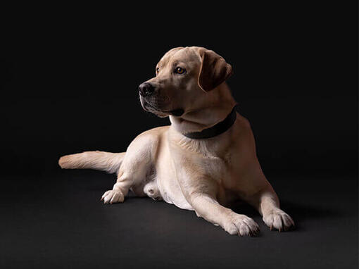 Pro Plan Laboratoire jaune