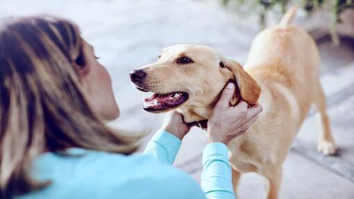 Vrouw kijkt naar gebit van hond​