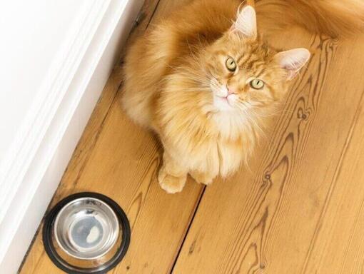 Chat au gingembre assis à côté d'un bol de nourriture vide.