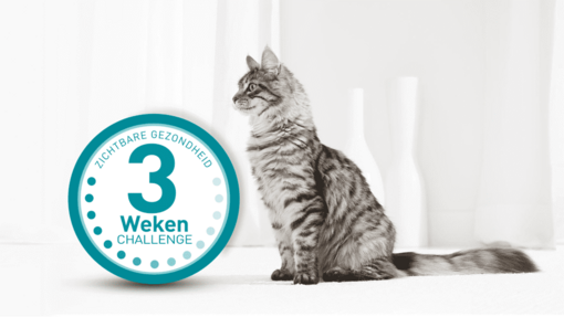 3 weken Challenge Kat en logo