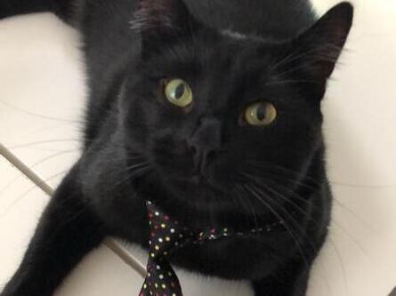 Chat noir à cravate aime Purina ONE® Dual Nature: croquettes au bœuf pour chat stérilisé