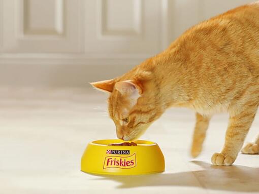 Chat mange croquettes Purina Friskies Chat