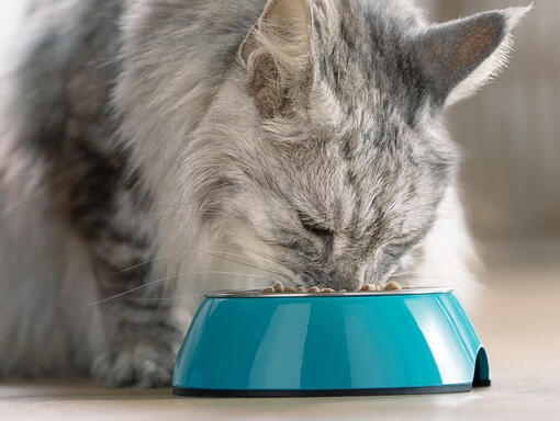 Kat eet brokjes PURINA ONE Kat