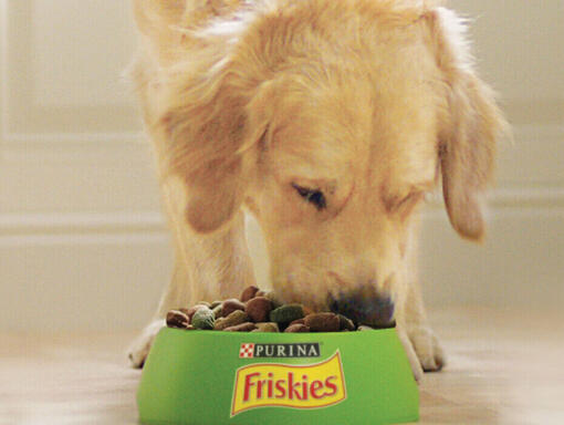 Friskies hond
