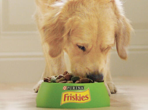 Chien mange croquettes Purina Friskies Chien