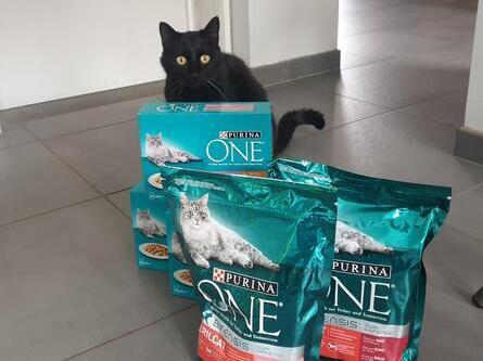 Petit chat noir heureux de ses croquettes Purina ONE® Sterilcat Croquettes pour chat stérilisé au bœuf et blé