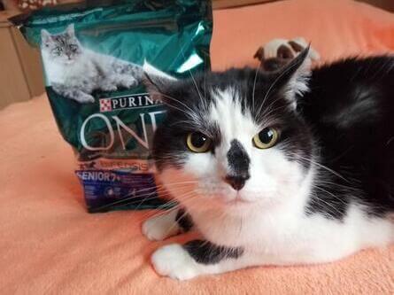 Chat et ses croquettes Purina ONE®Senior 7+ Croquettes pour chat senior au poulet et céréales complètes