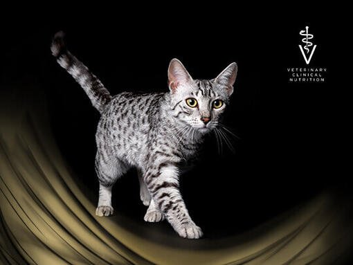PURINA PRO PLAN Veterinary Diets pour chats