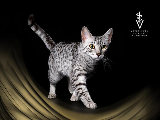 PURINA PRO PLAN Veterinary Diets pour chats