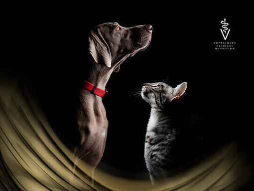 Purina PRO PLAN Veterinary Diets Hond en Kat ​