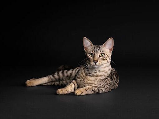 PURINA PRO PLAN Kat