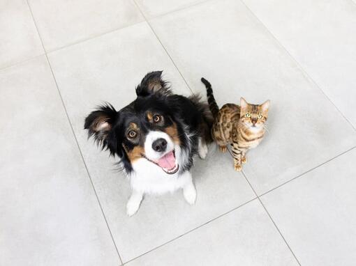 Katze und Hund schauen auf