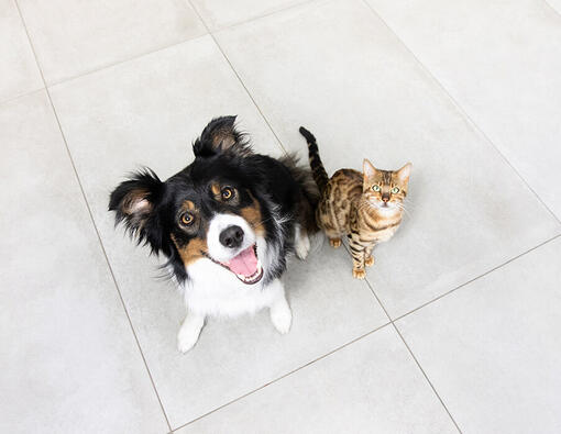 Chien et chat