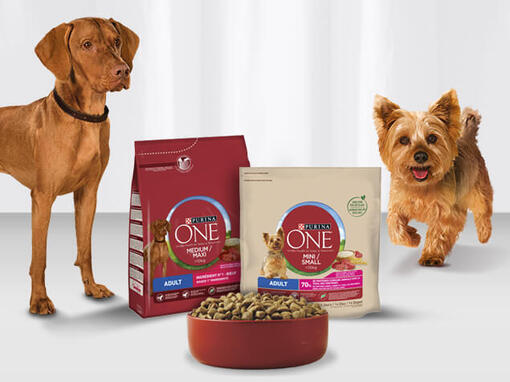 Droge voeding Purina ONE Hond​