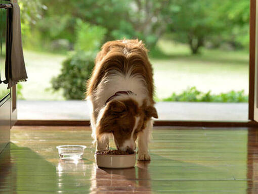 Hond eten