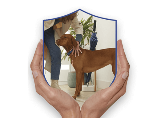 PURINA DOG CHOW