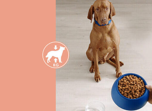 PURINA DOG CHOW Light