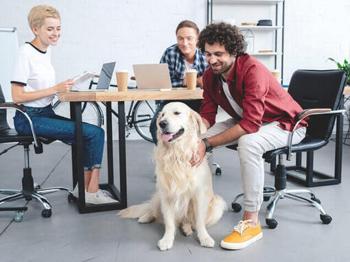 Golden retriever était assis au bureau avec un groupe de travail