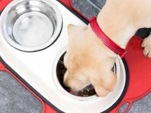 Chien mangeant des bols