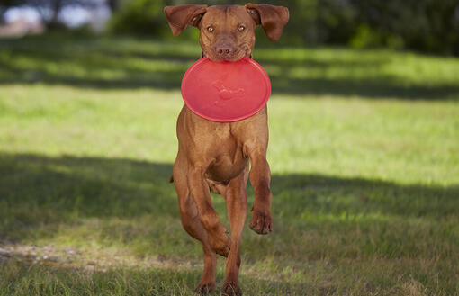 Hond loopt door het gras met een frisbee in zijn mond