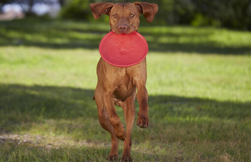 Chien court dans l'herbe avec un Frisbee dans la bouche