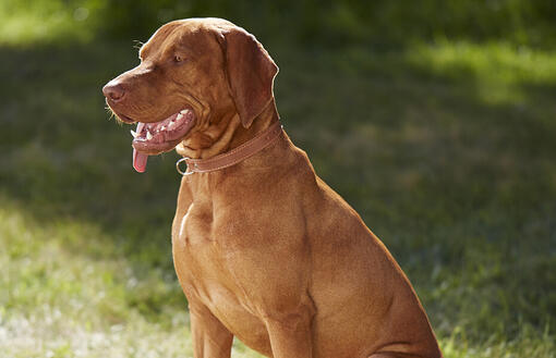 Le chien est assis sur l'herbe