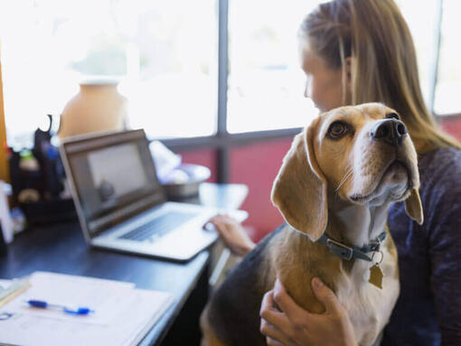 Beagle est assis sur les genoux du patron pendant qu'elle travaille