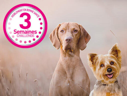 Petit et grand chien challenge 3 semaines Purina ONE