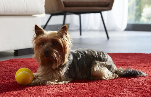 Petit chien avec une balle de tennis