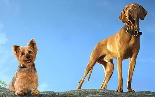 Deux chiens assis l'un à côté de l'autre sur une pierre.