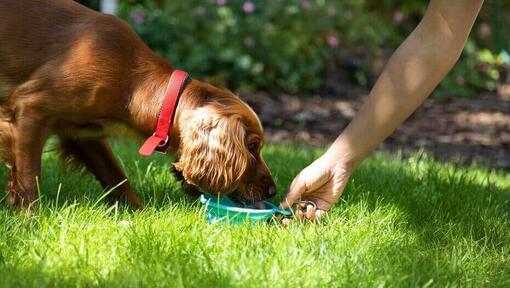 Le chien mange quelque chose de savoureux dans le jardin