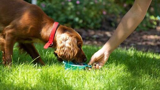 De hond eet iets lekkers in de tuin