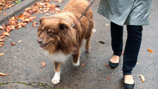 Hond loopt aan de lijn met eigenaar