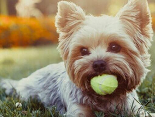 Petit chien avec une balle de tennis