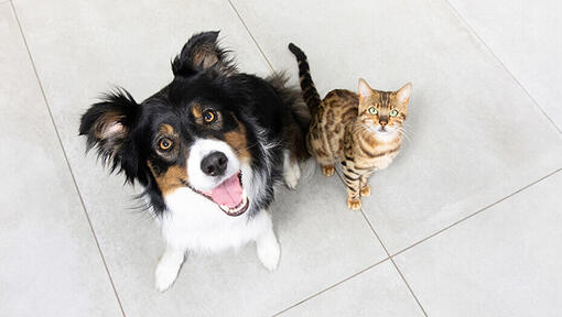 Chien et chat regardant vers le haut