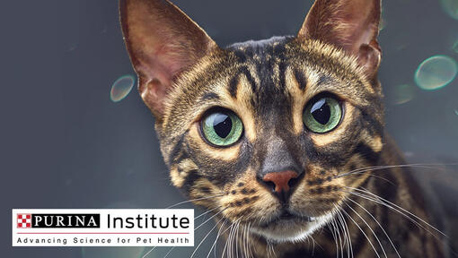 Purina Institute-logo in kat