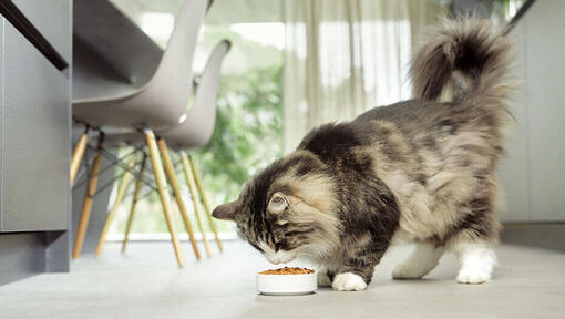 Chat mangeant dans un bol 