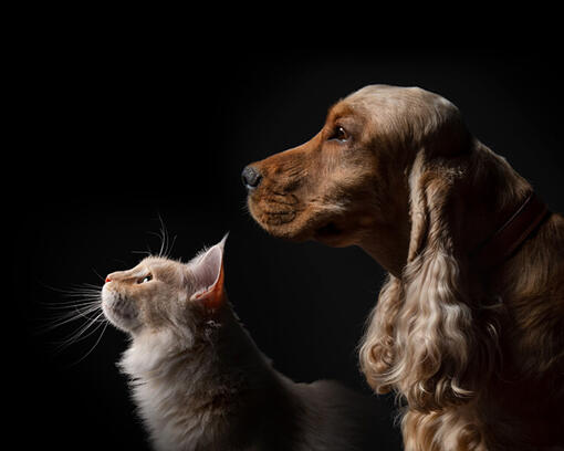 Chien et chat sur fond noir