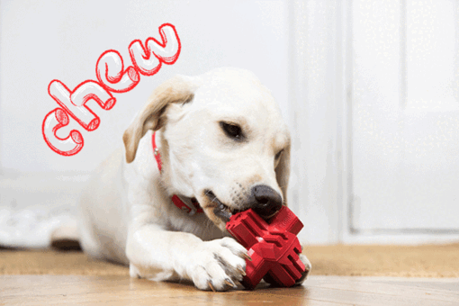 puppy kauwen op een rood speeltje