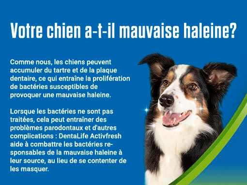 Chien heureux sur un fond bleu